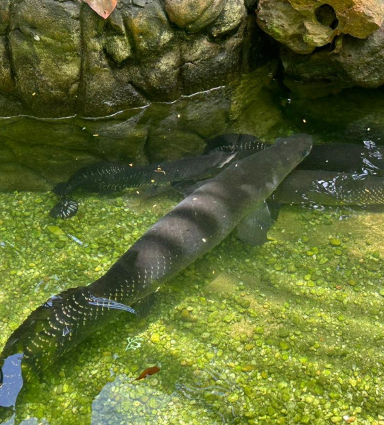 Polícia resgata animais silvestres mantidos como atração em São Caetano de Odivelas