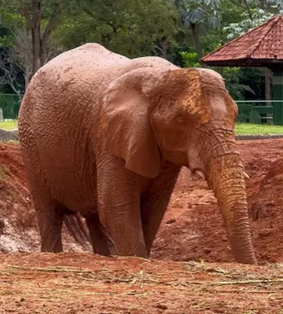 Homem acusado de maus tratos a animais invade recinto de elefante no Zoológico de Brasília