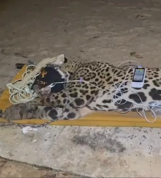 Onça que matou caseiro é capturada no Pantanal