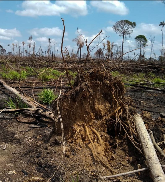 Desmatamento aumenta 18% de agosto a março na Amazônia