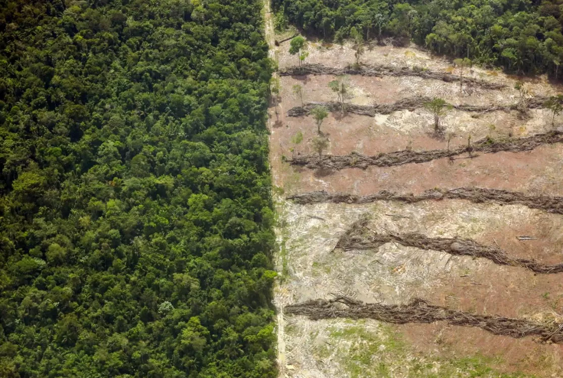 Retirada de floresta no arco do desmatamento recua 24% em 2023 e 26% em 2024