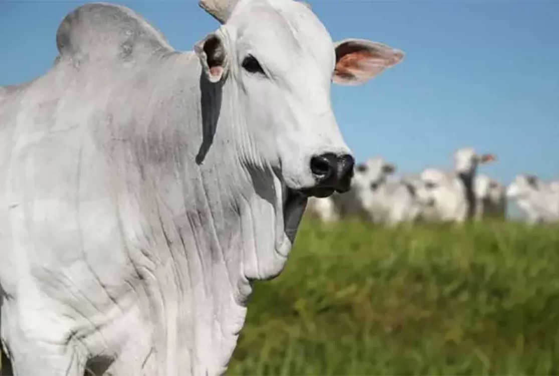 Agência Agropecuária renova contrato de mais de R$ 6 mi para rastrear boi no Pará