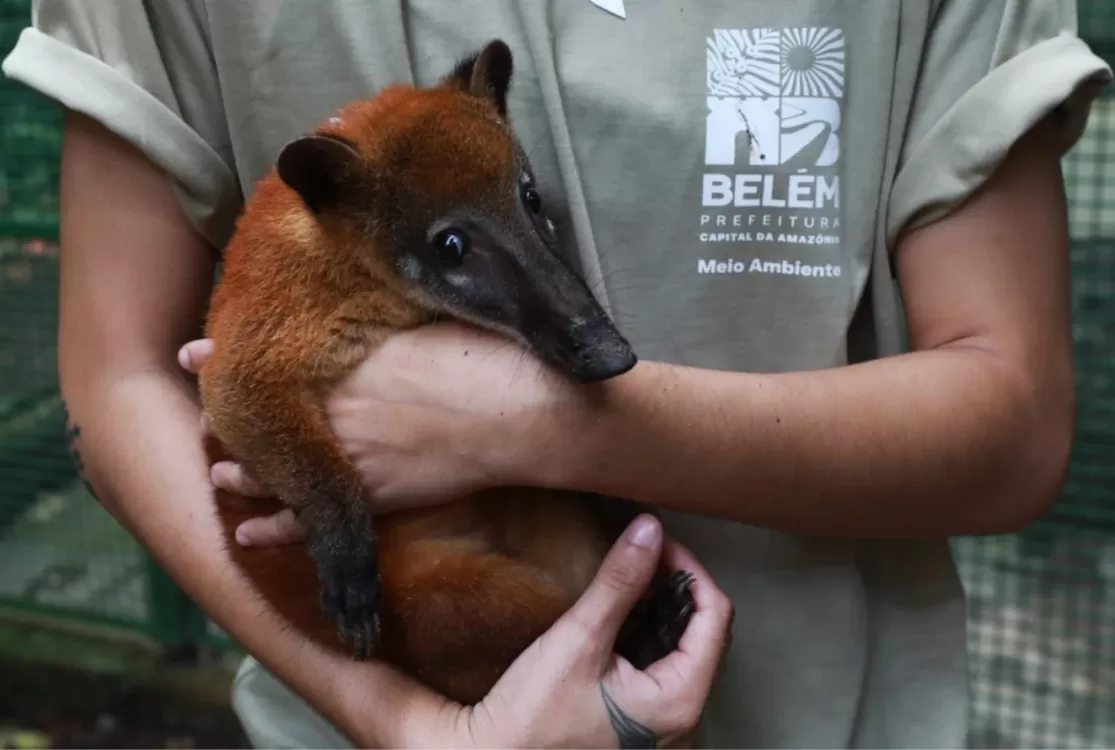 Bosque Rodrigues Alves terá entrada gratuita neste sinal de semana