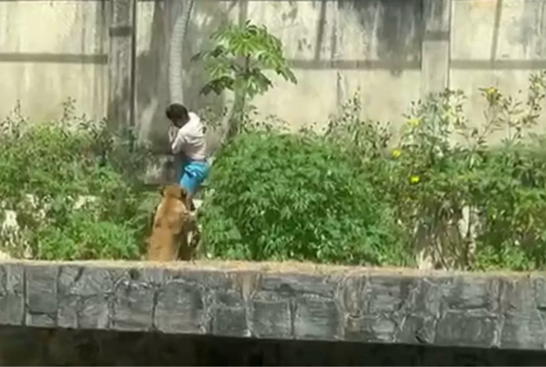 Homem morre após entrar na jaula dos leões na Paraíba; zoológico é interditado