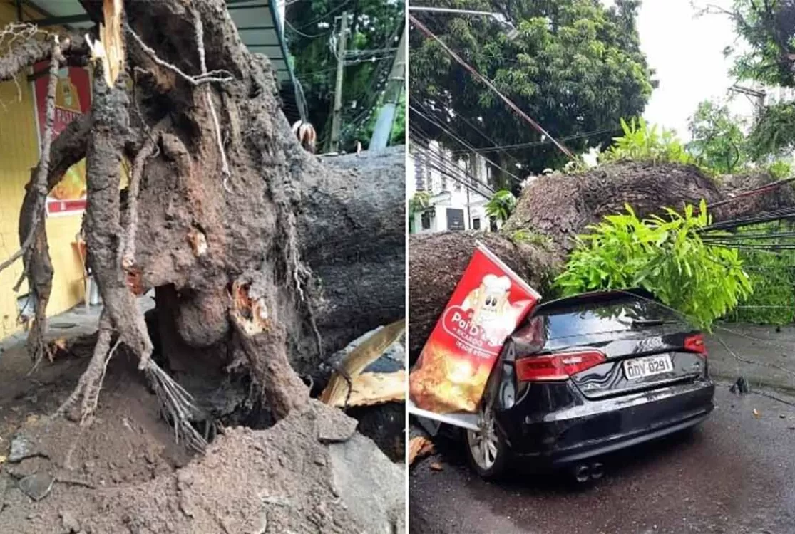 Belém discursa verde, mas ainda segue entre as capitais menos arborizadas do País