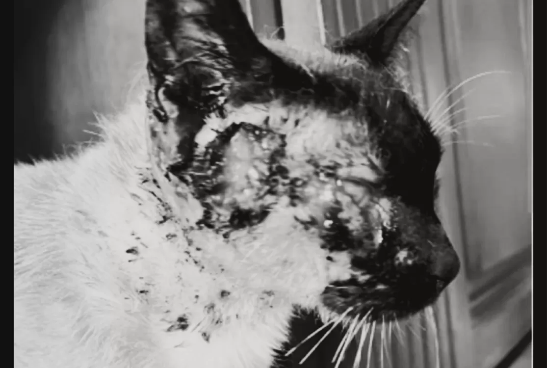 Alerta sanitário acende luz vermelha no Pato Macho, bairro de Marituba