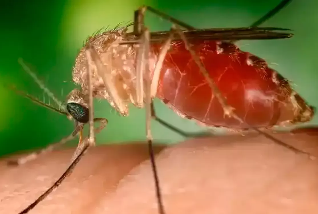 Estudo explica diferença de sintomas entre febre do Oropouche e dengue