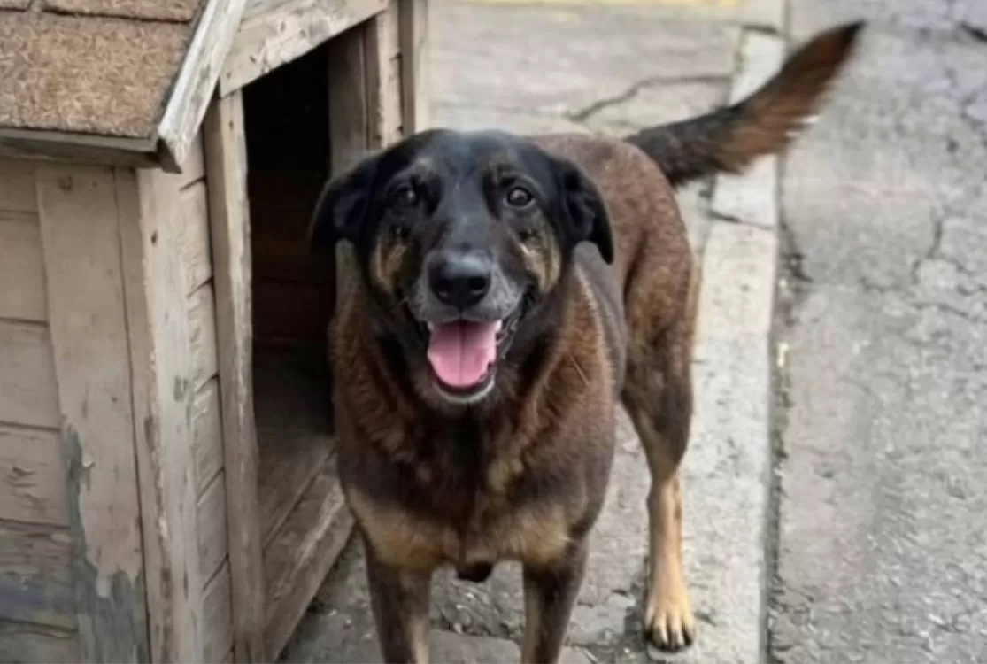 Cão Orelha: Jovens depõem e advogado diz que eles já 'estão presos' em casa