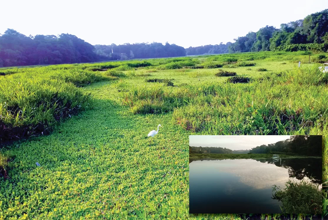 Utinga ameaça água potável e fauna sob omissão ambiental do Ideflor e Cosanpa