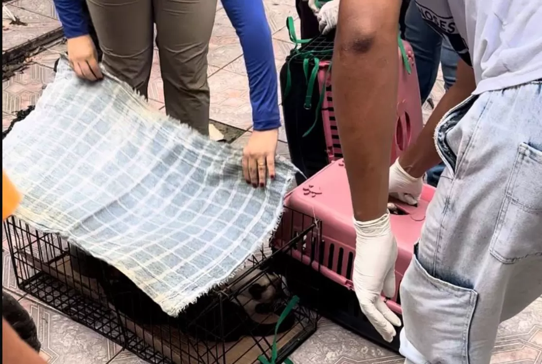 Agentes da Prefeitura de Belém resgatam seis gatos em situação de maus-tratos