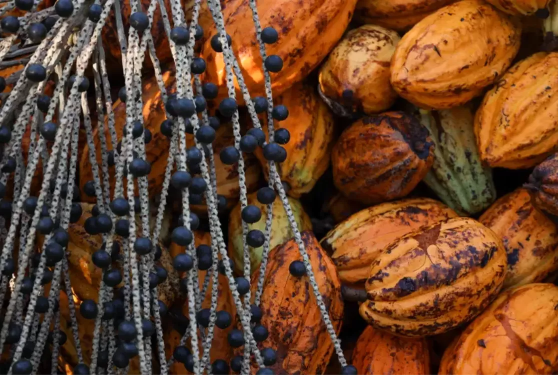 Edital seleciona propostas de fortalecimento das cadeias do cacau e do açaí