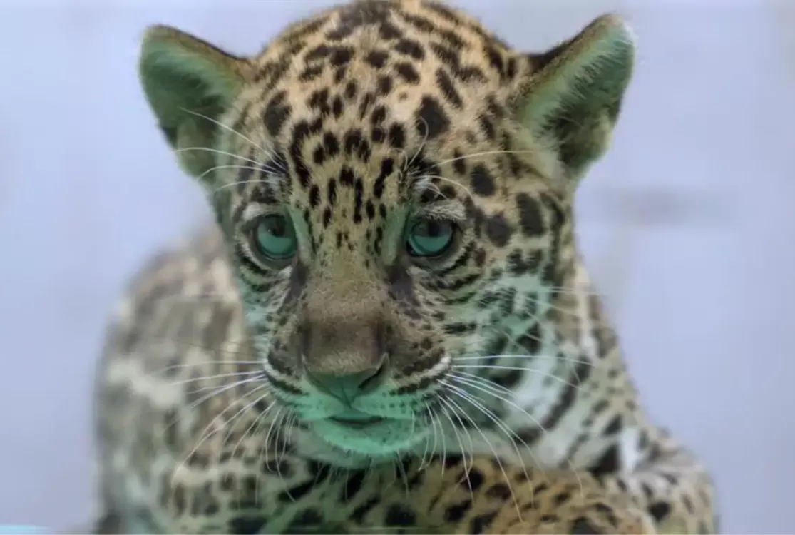 Onça-pintada nascida no BioParque Vale Amazônia ganha o nome de Xingu