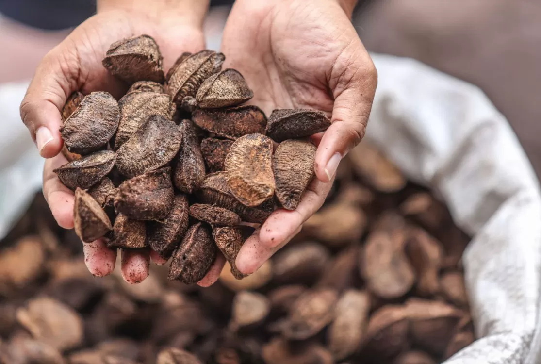 Preço da castanha-do-pará cai na região do Baixo Amazonas em abril