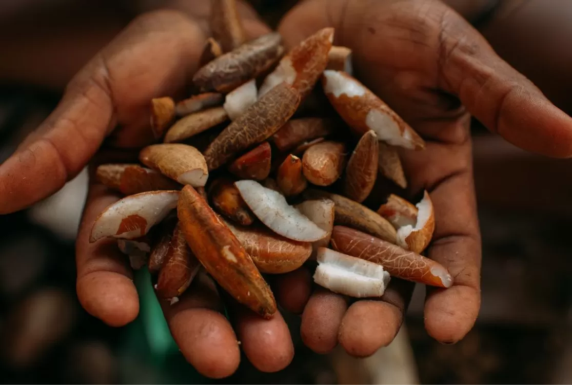 Instituto oferece bolsas para estimular bioeconomia na região amazônica