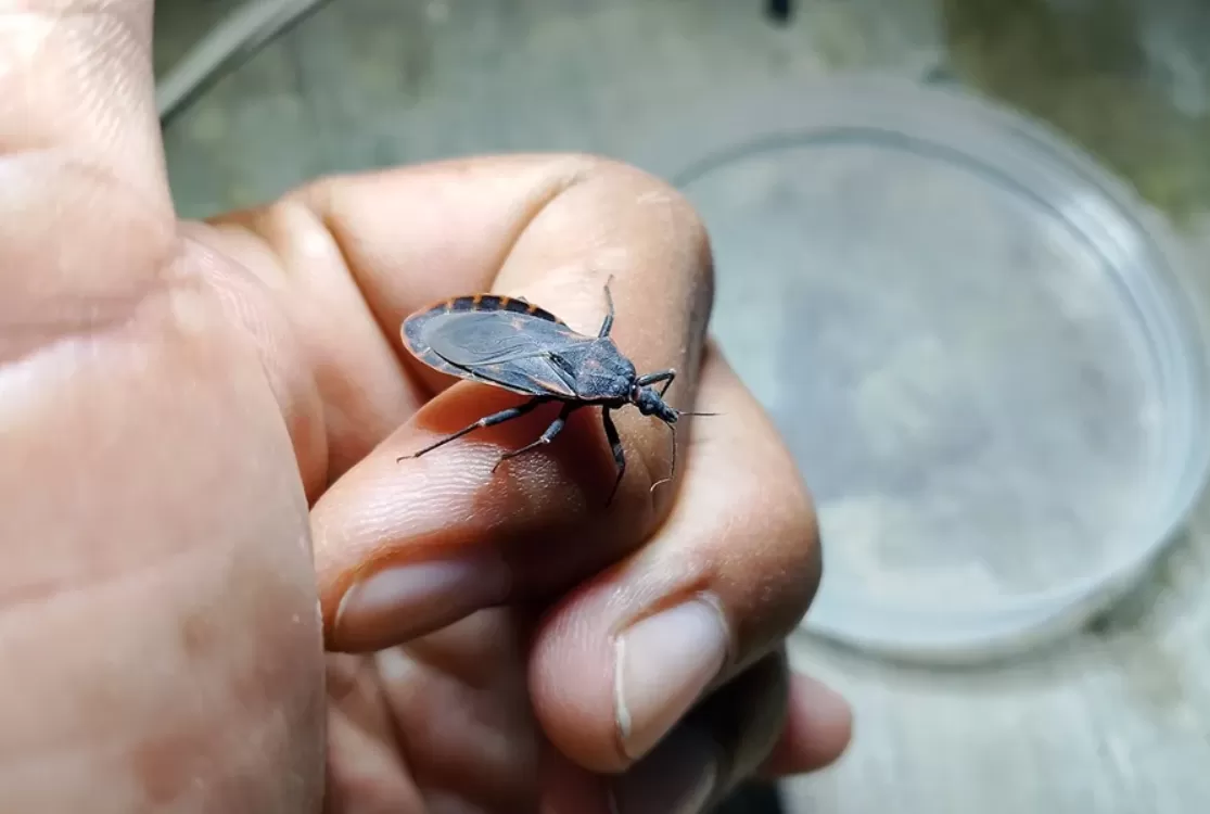 Sespa recomenda atenção aos sintomas suspeitos de doença de Chagas