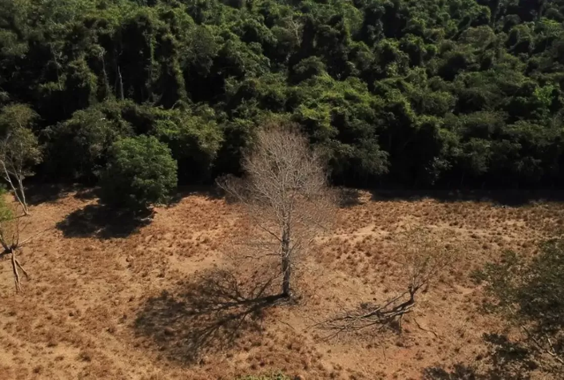 Depois da COP17, Brasil é cobrado sobre efetivar metas de restauração ambiental