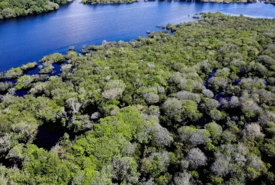 Holanda anuncia um aporte de US$ 500 mi em fundo florestal criado durante COP30