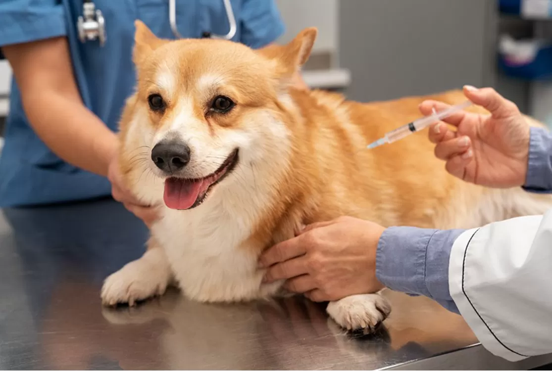 Projeto prevê dedução de despesas com cães e gatos no Imposto de Renda
