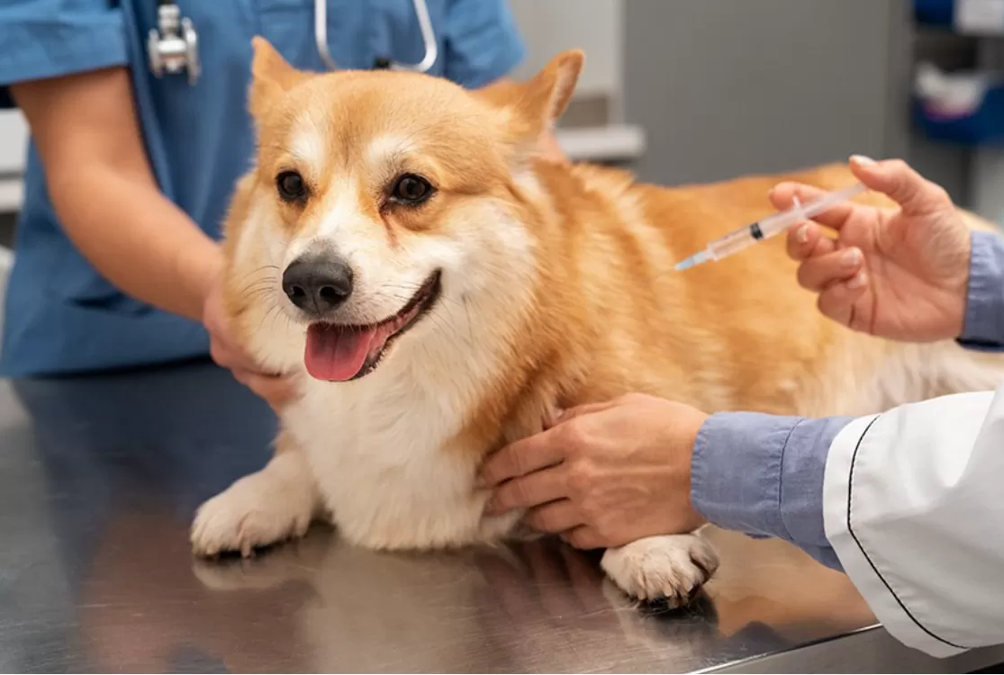 Projeto prevê dedução de despesas com cães e gatos no Imposto de Renda