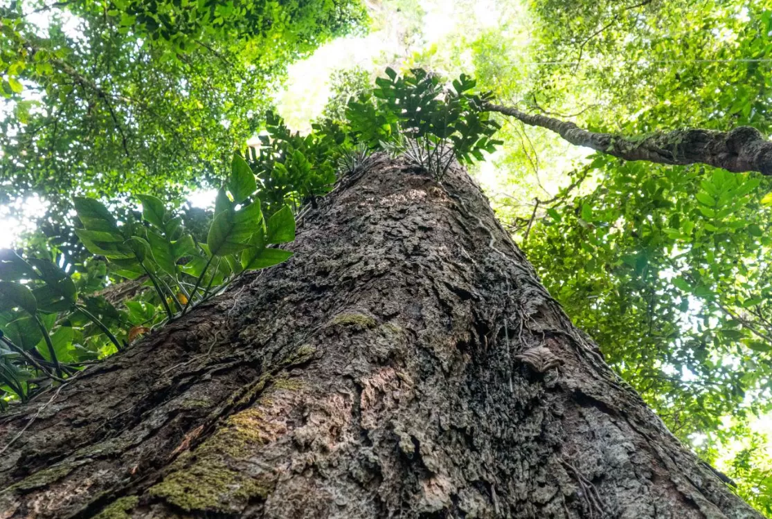 Ufopa lança laboratório internacional de pesquisa sobre a Amazônia