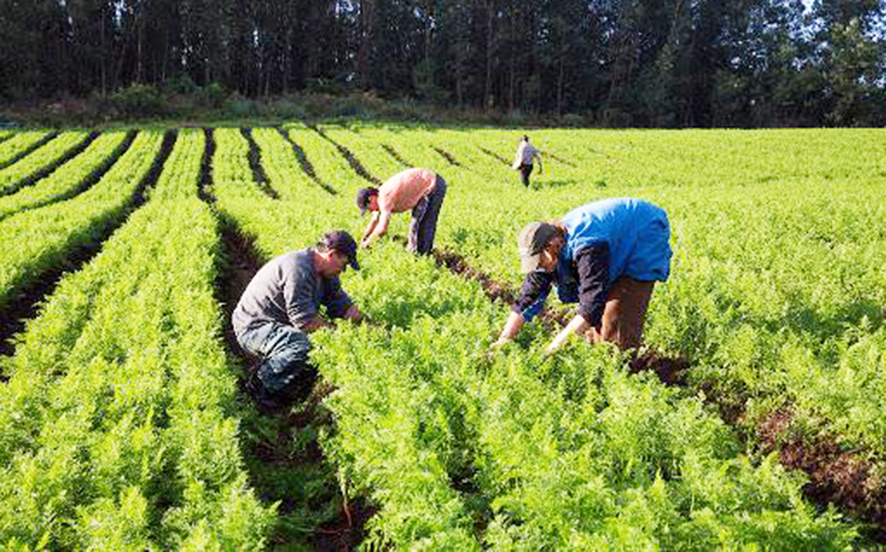 Read more about the article Helder estuda rever indicações e recolocar Emater a serviço do trabalhador do campo