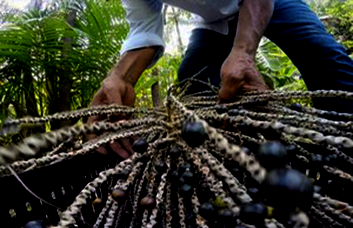 Read more about the article BioTec-Amazônia ganha novo status e parte para pesquisas avançadas