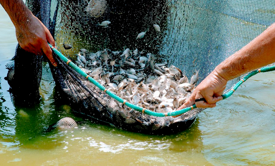Read more about the article Estado banca despesa para trazer a Belém consultor de pesca que recebeu por serviços e não mostrou trabalho