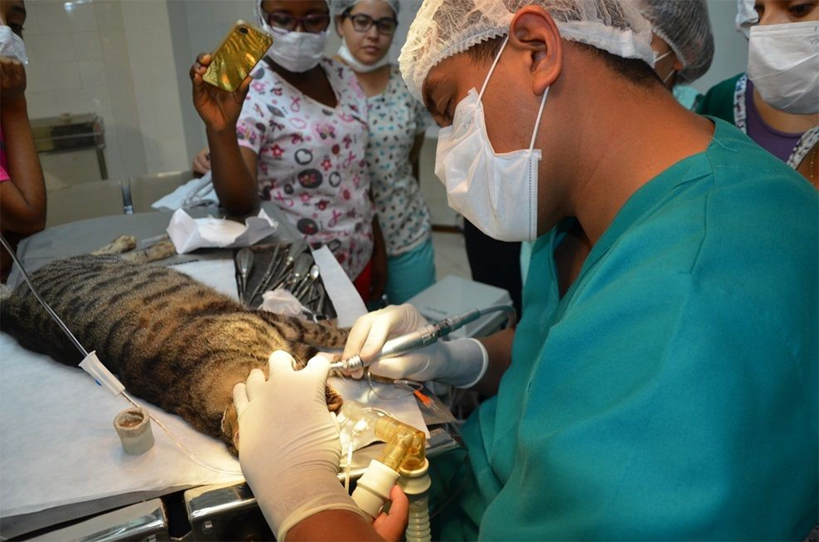 Read more about the article Crise administrativa ou incompetência? Ufra corre risco de fechar Hospital Veterinário nesta semana