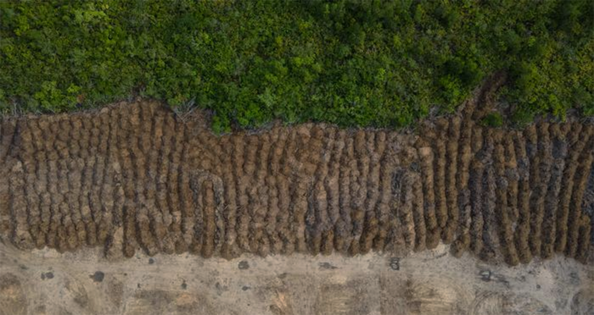 Read more about the article No embate entre governo Bolsonaro e governo do Pará por conta do desmatamento, Helder Barbalho fica com os bônus