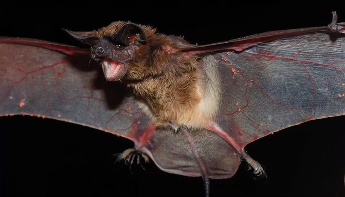 Read more about the article O caso do morcego com vírus rábico encontrado em Belém e a estratégia da prefeitura para capturar o bicho