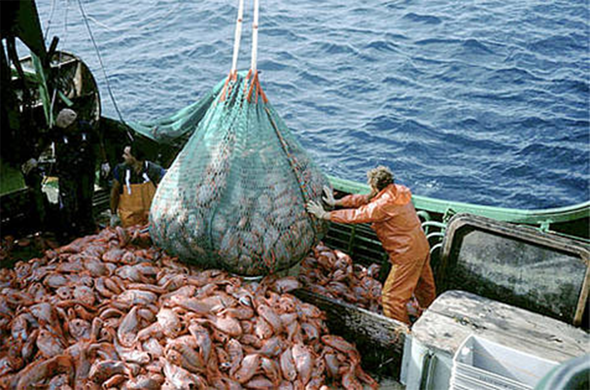 Read more about the article Diagnóstico confirma: sem ordenamento, pesca do pargo só sobrevive se adotar regime de cotas