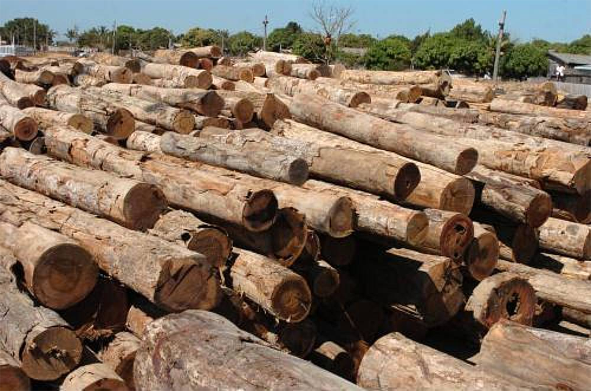 Read more about the article Comércio internacional de madeira movimentou mais de US$ 180 milhões no Pará neste ano