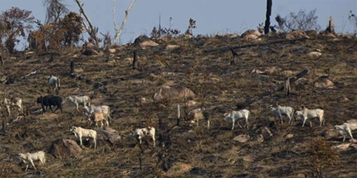 Read more about the article Relatório do Observatório do Clima aponta que Pará lidera emissão de gases de efeito estufa no Brasil