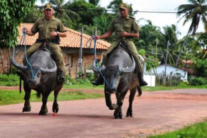 Comandos criminosos oriundos do Amapá se estabelecem,  prosperam e plantam terror em cidades da Ilha do Marajó