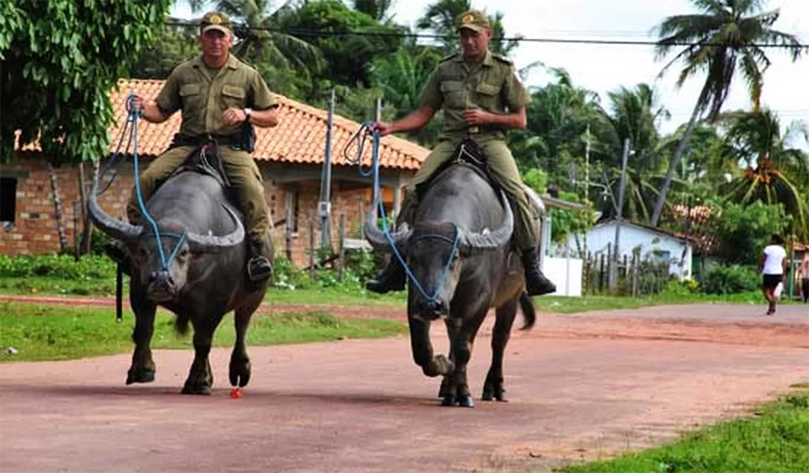 Read more about the article Comandos criminosos oriundos do Amapá se estabelecem,  prosperam e plantam terror em cidades da Ilha do Marajó