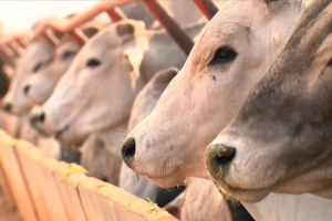 Pecuária paraense contabiliza 26,7 milhões de cabeças de gado e passa a ser segundo maior rebanho do País