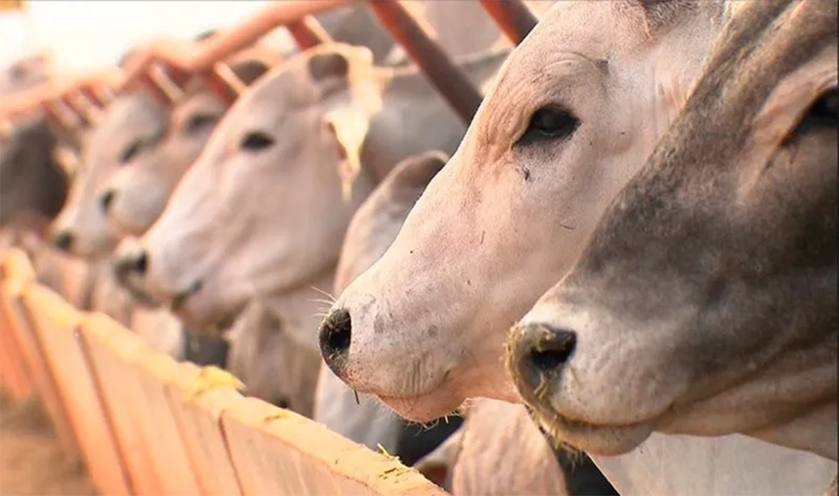 Read more about the article Pecuária paraense contabiliza 26,7 milhões de cabeças de gado e passa a ser segundo maior rebanho do País