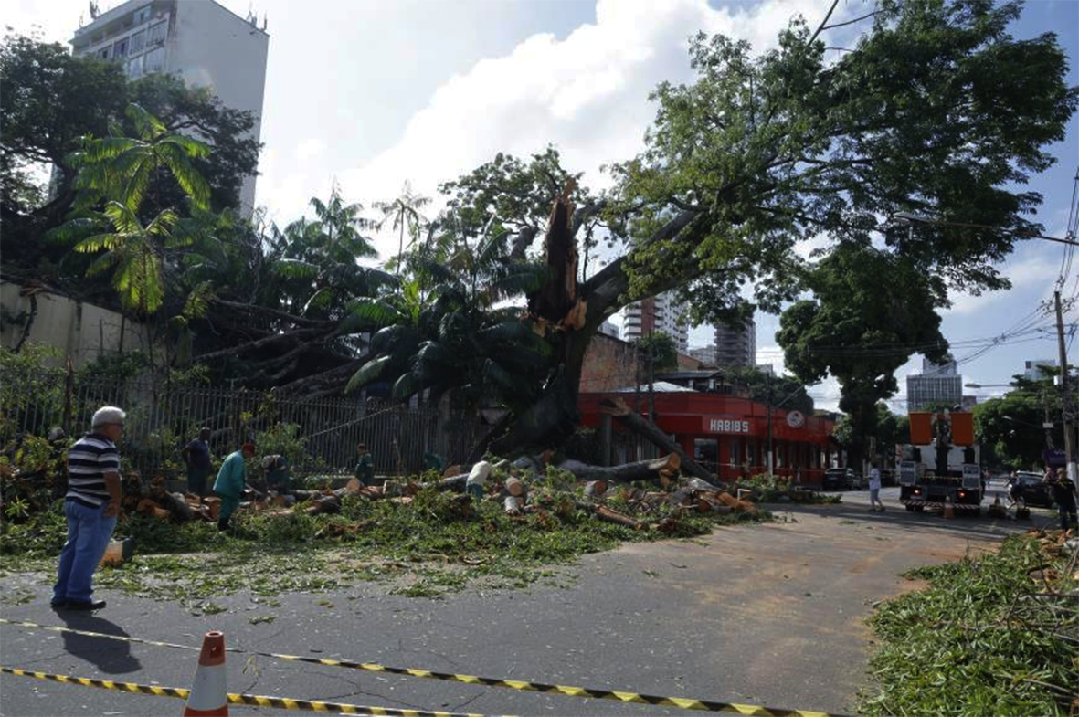 Read more about the article Negligência da Prefeitura de Belém vai festejar um ano,  mas samaumeira não pode esperar. Quem leva a culpa?