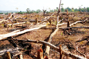 Quase 20 municípios do Pará estão na lista do Ibama que investiga fraudes contra sistema de controle florestal