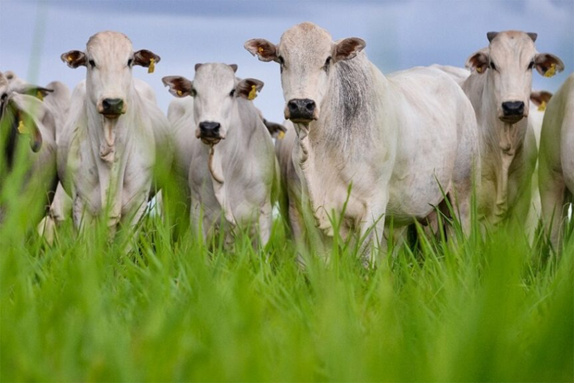 Read more about the article Com cardápio cada vez mais restrito, 47% dos brasileiros pretendem reduzir o consumo de carne em 2023