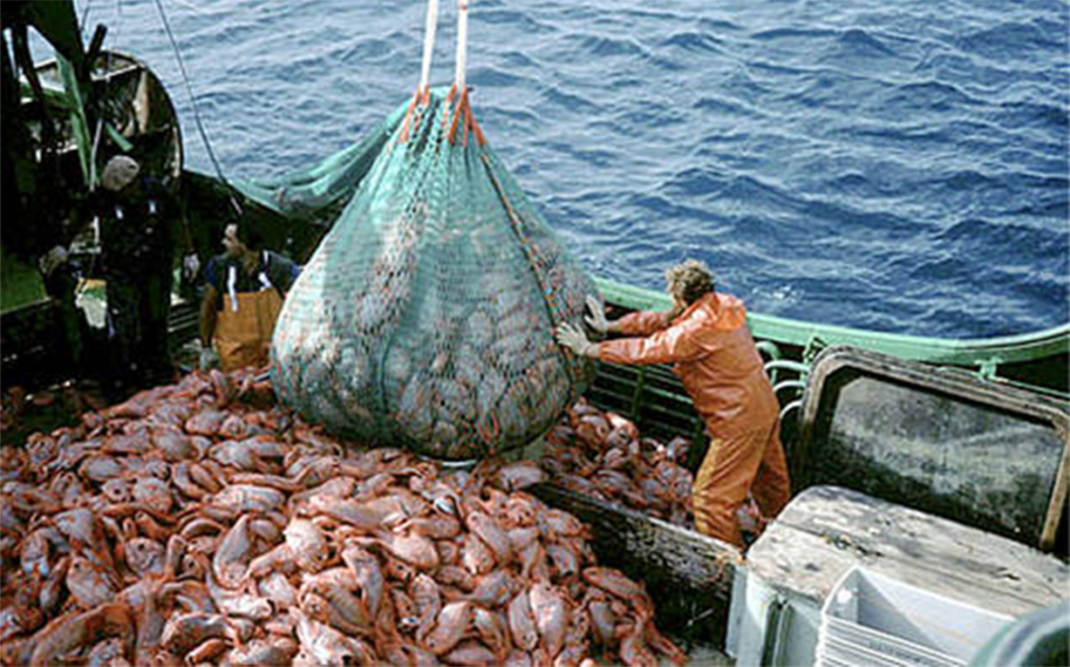 Read more about the article Ministério da Pesca adere à farra internacional do atum e derruba ‘retórica da transição’ do governo Lula