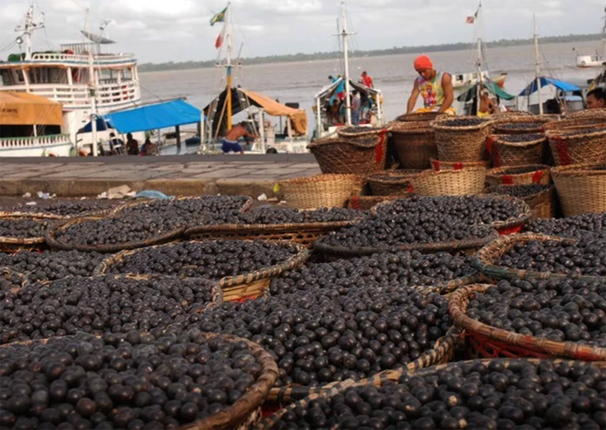 Read more about the article Açaí nosso de cada dia gera R$ 3 bi em receita e se consolida no posto de ‘embaixador da Amazônia’